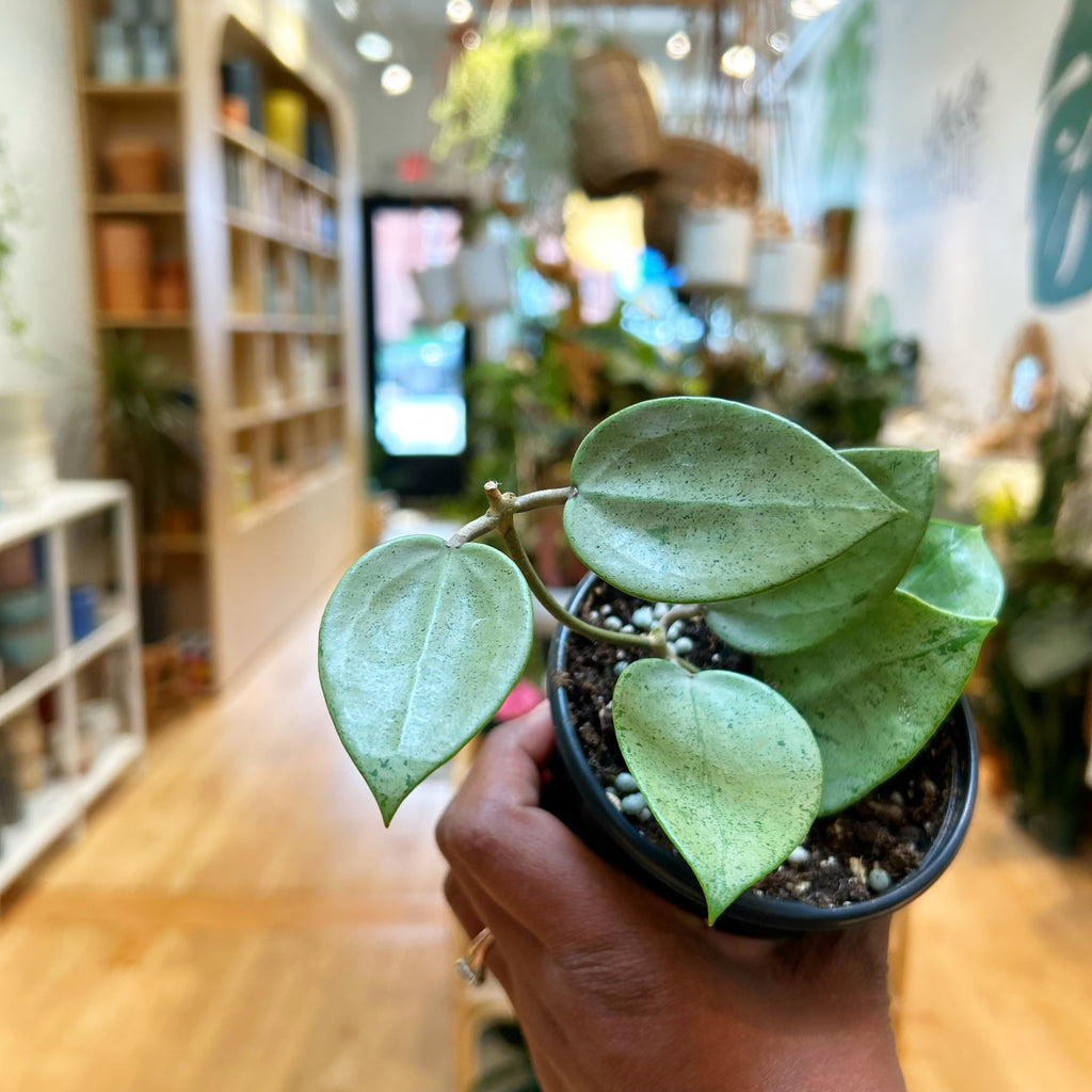 Hoya Heart Silver