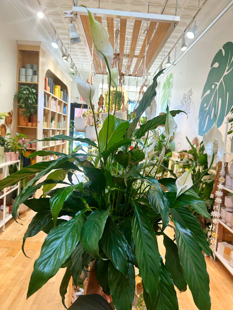 Peace Lilly (Spath)