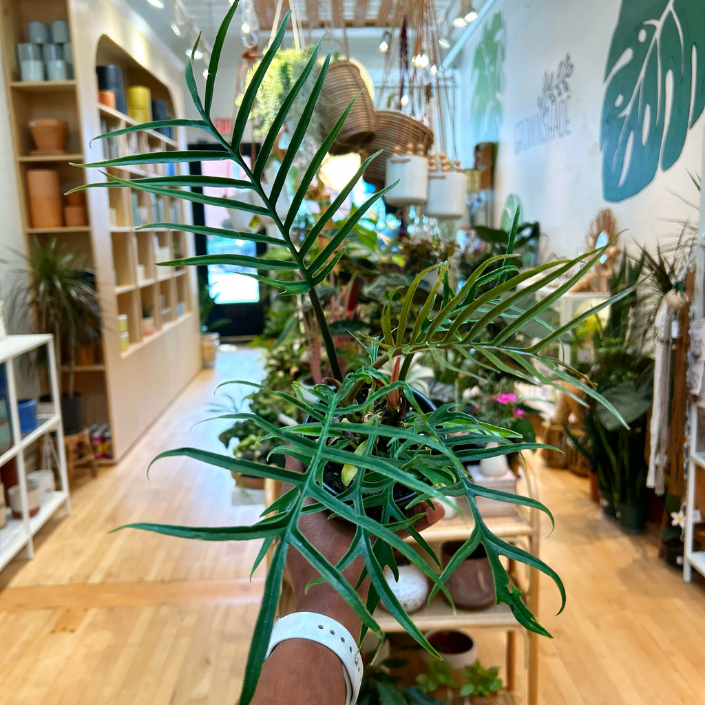 Philodendron Tortum