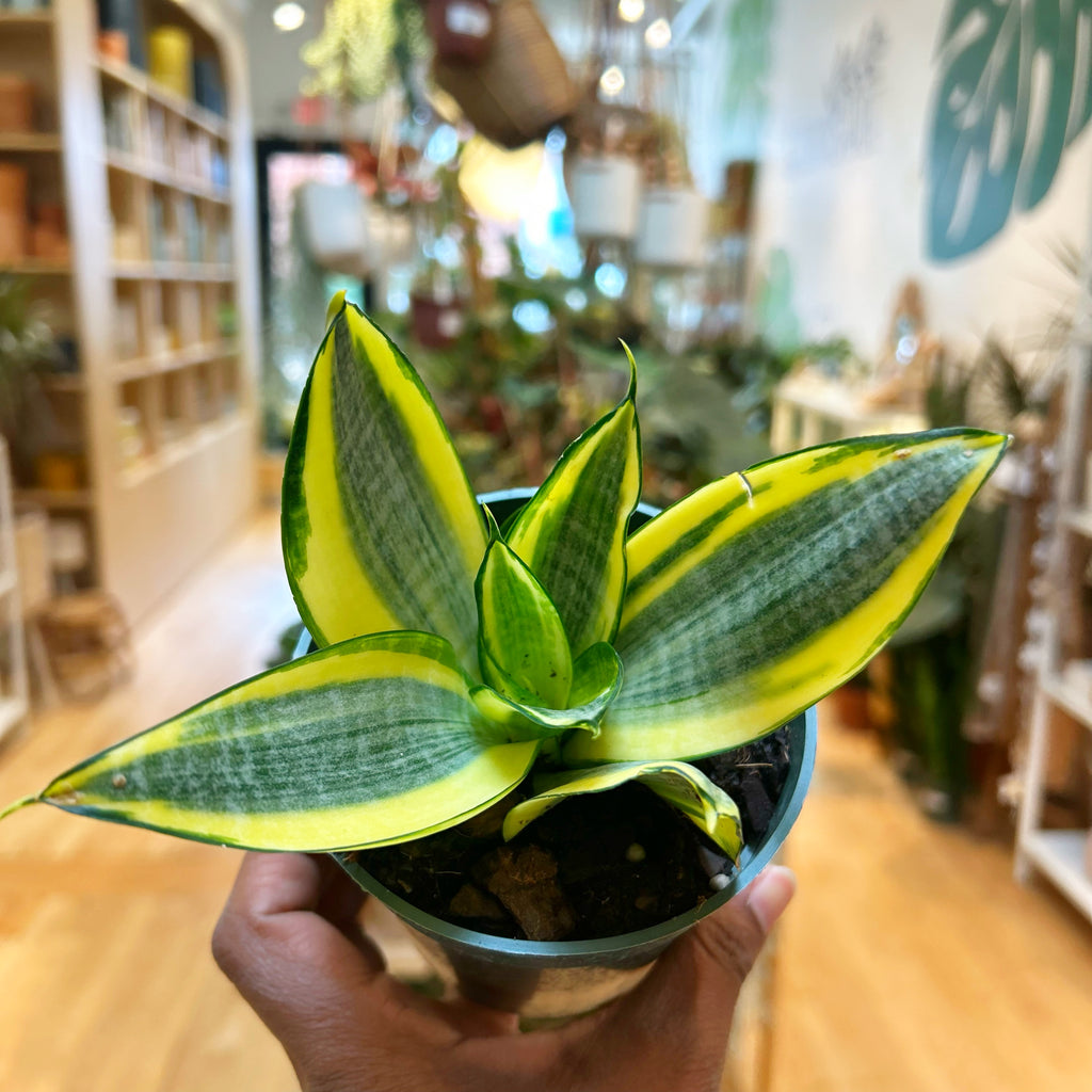 Snake Plant Golden Hahnii