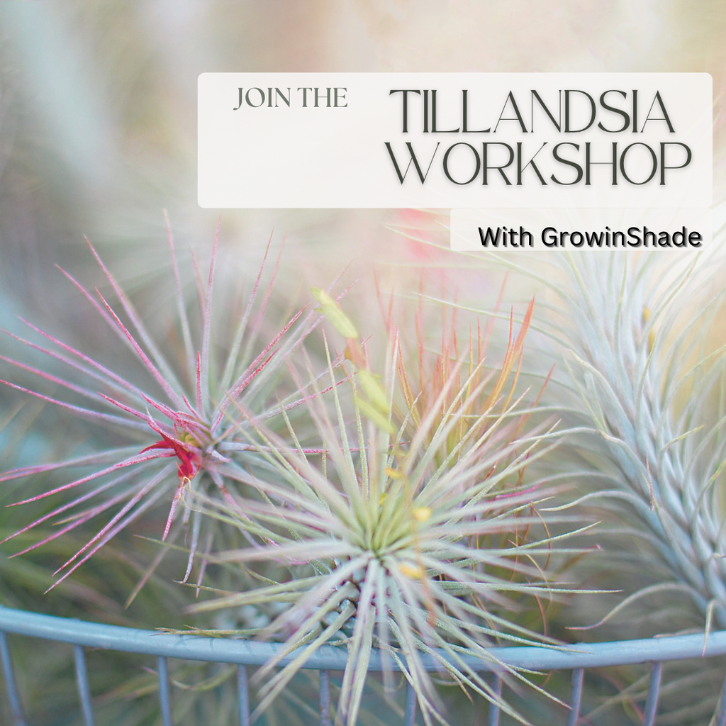 Tillandsia Workshop MAR-23