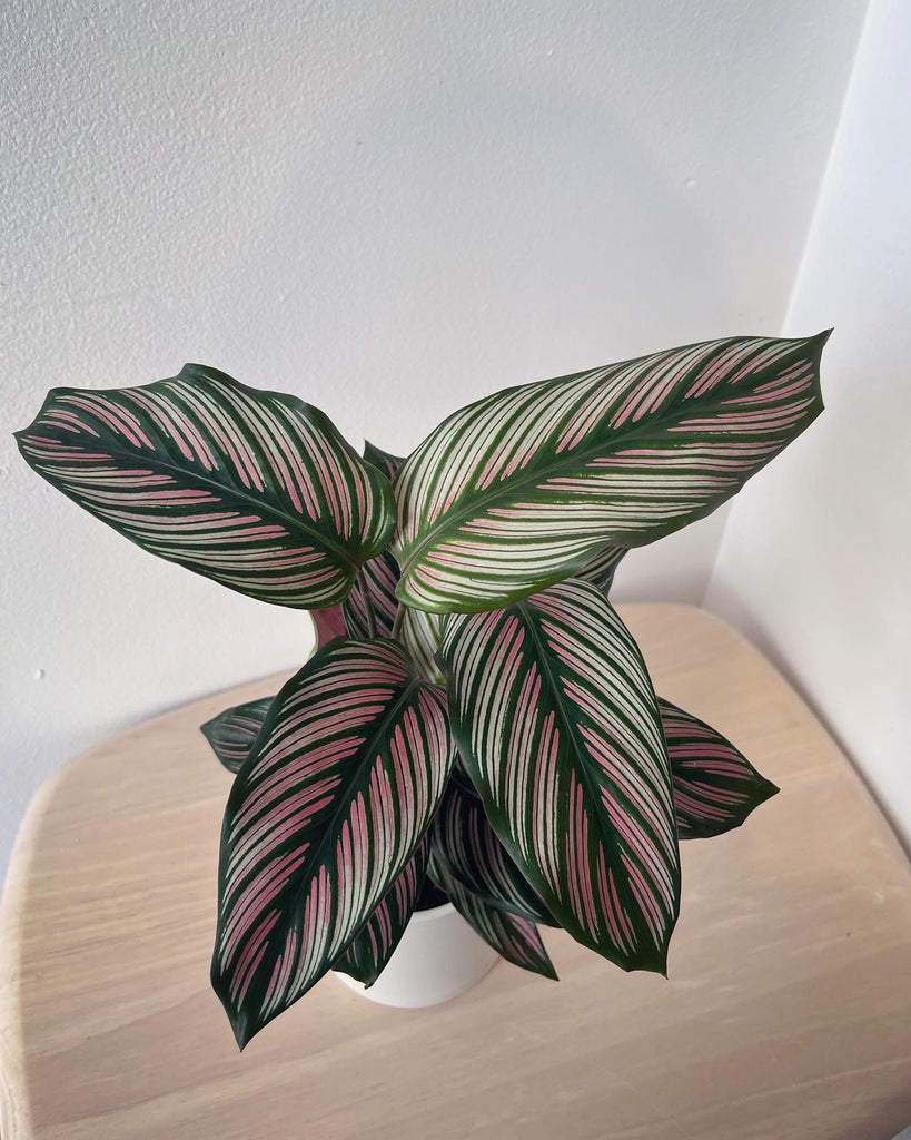 white star prayer plant Calathea White Star