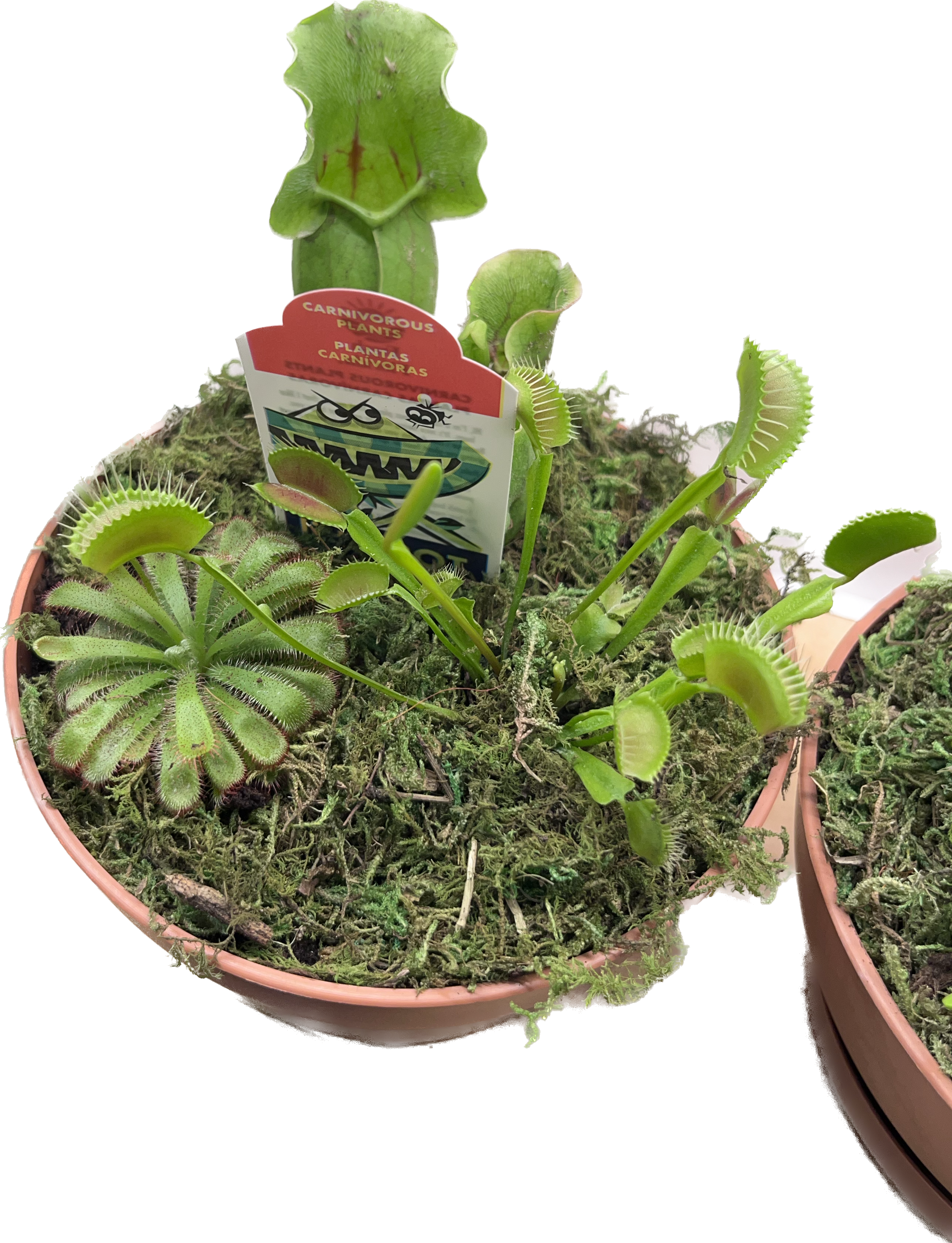 indoor predatory plants Carnivorous Plant – growinshade