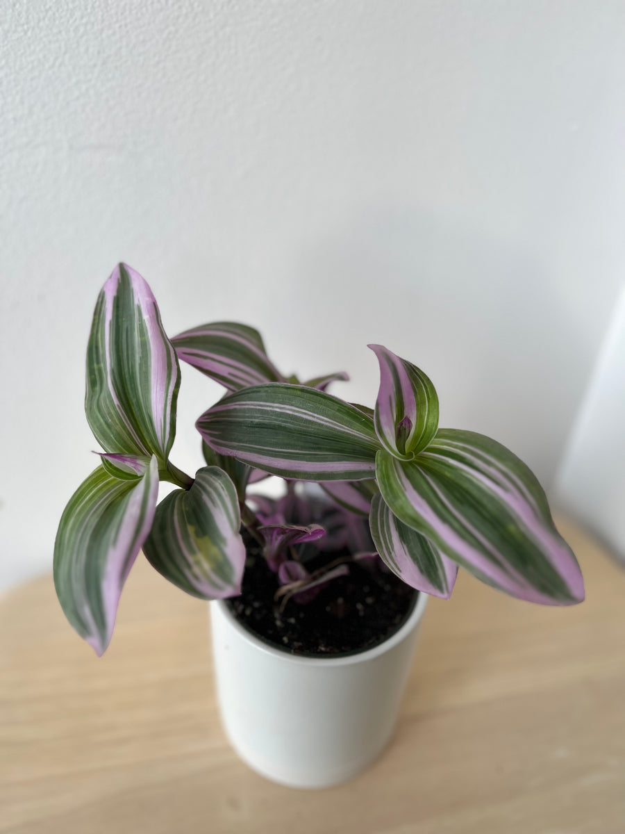 Tradescantia BubbleGum – growinshade