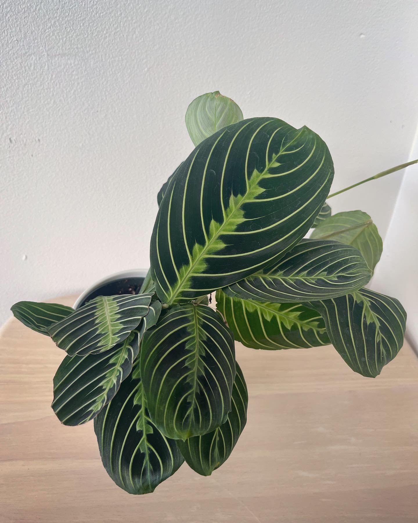 where to buy lemon lime prayer plant Lemon Maranta | Prayer Plant