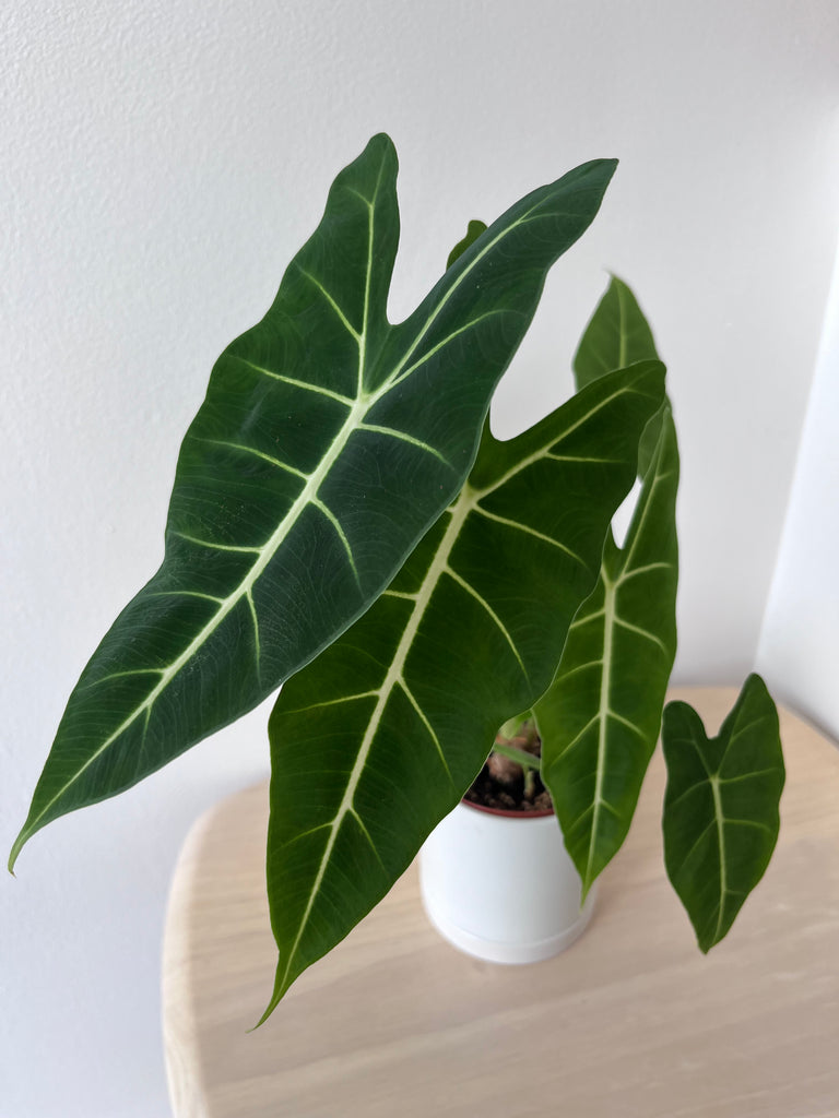 philodendron frydek Alocasia Frydek – growinshade
