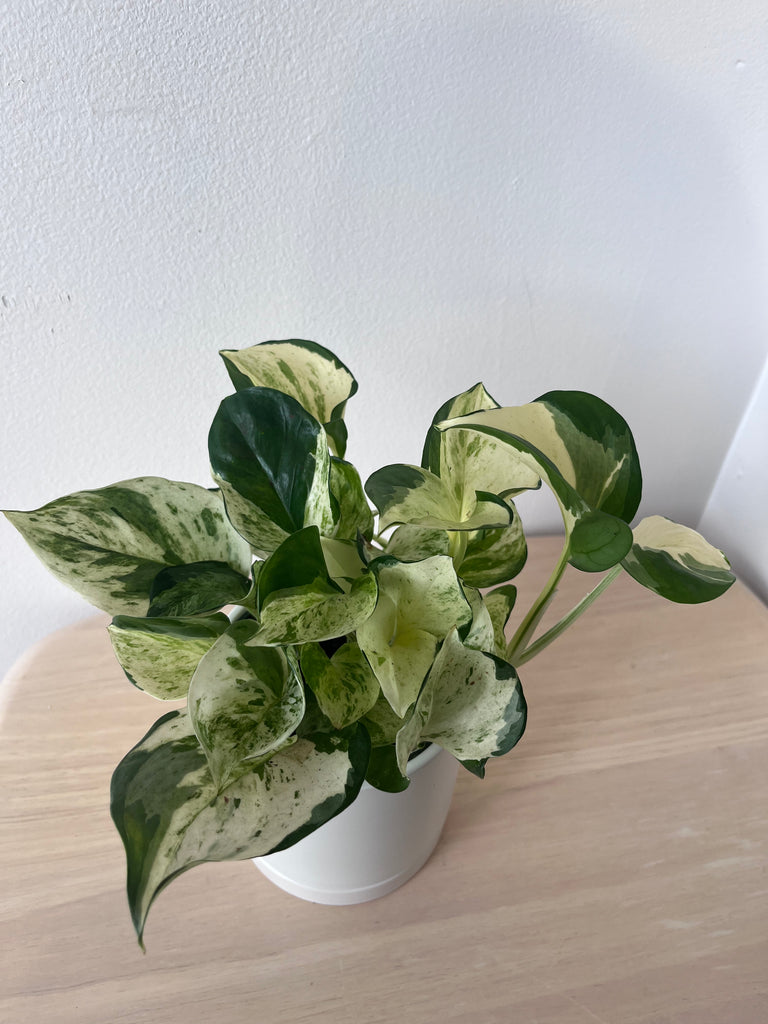 where to buy manjula pothos Manjula - Pothos