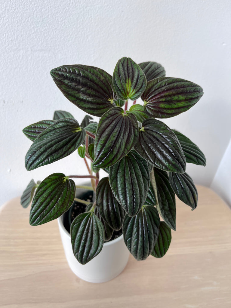 dark mystery house plant Peperomia Fuzzy Mystery – growinshade