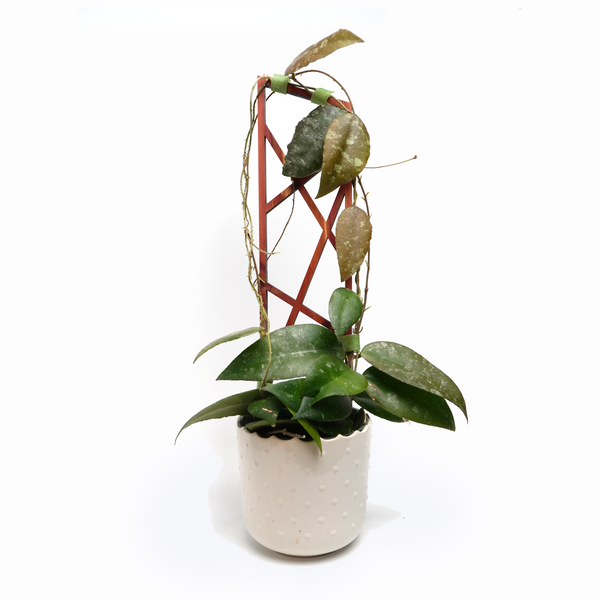 Angular Indoor Plant Trellis