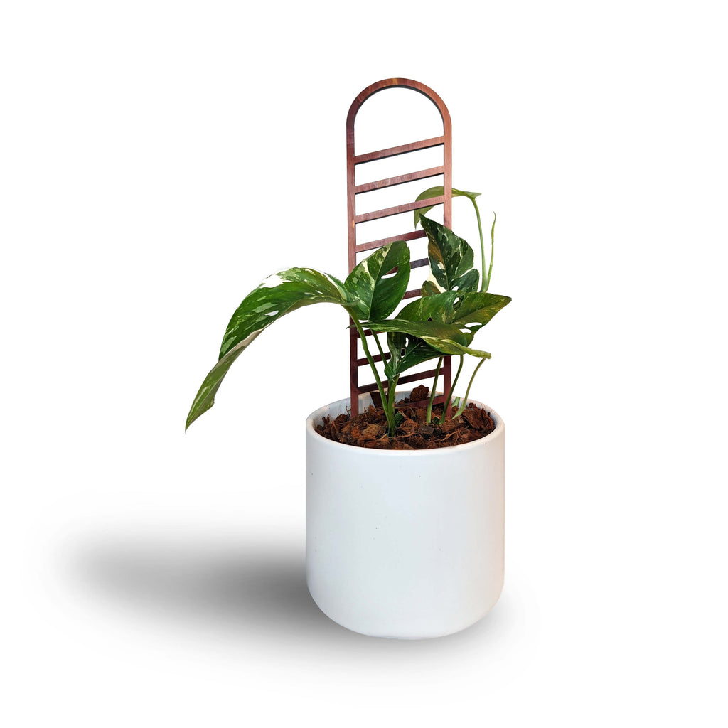 trellis for indoor house plants Arch Indoor Plant Trellis – growinshade