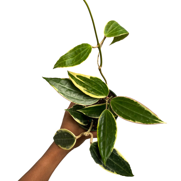Hoya Macrophylla - Variegata - Albomarginata