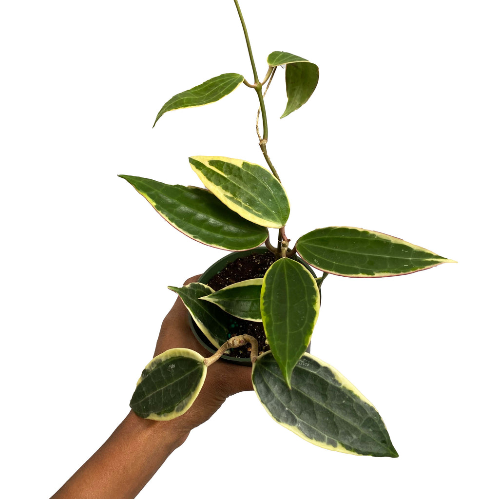 Hoya Macrophylla - Variegata - Albomarginata