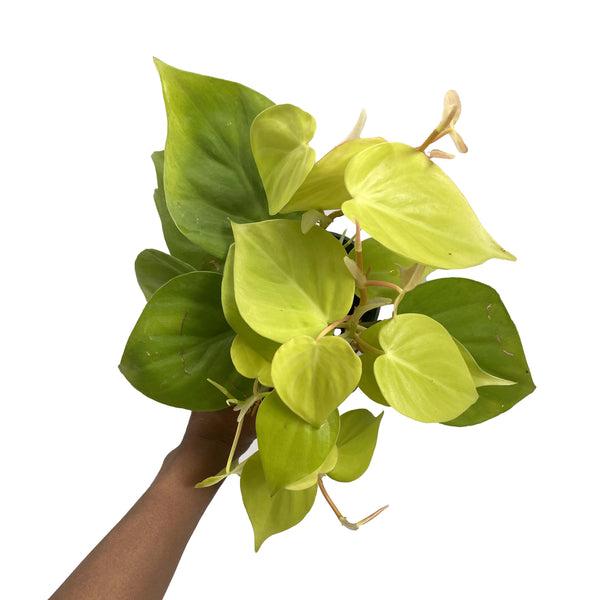 Philodendron Hederaceum “Lemon Lime”