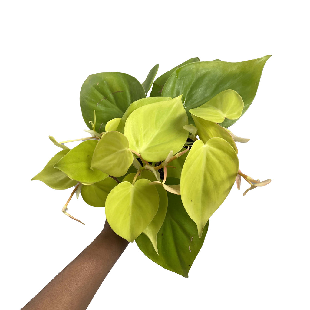 Philodendron Hederaceum “Lemon Lime”
