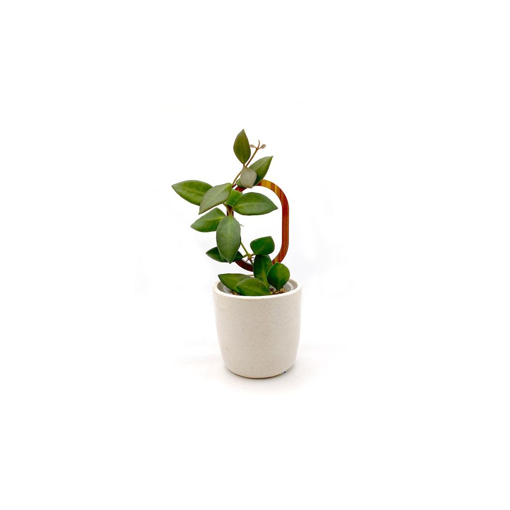 mini plant trellis Mini Oval Indoor Plant Trellis – growinshade