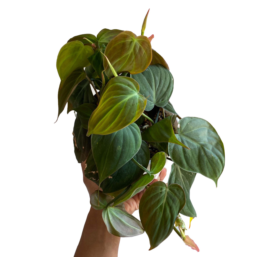 Philodendron "Mican"