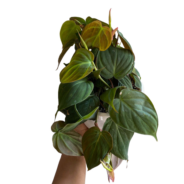 Philodendron 