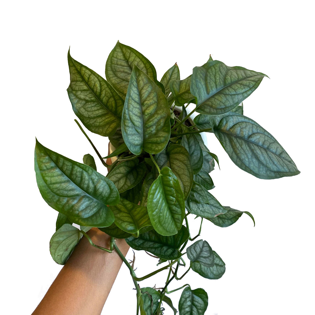 philodendron siltepecana Monstera Siltepecana – growinshade