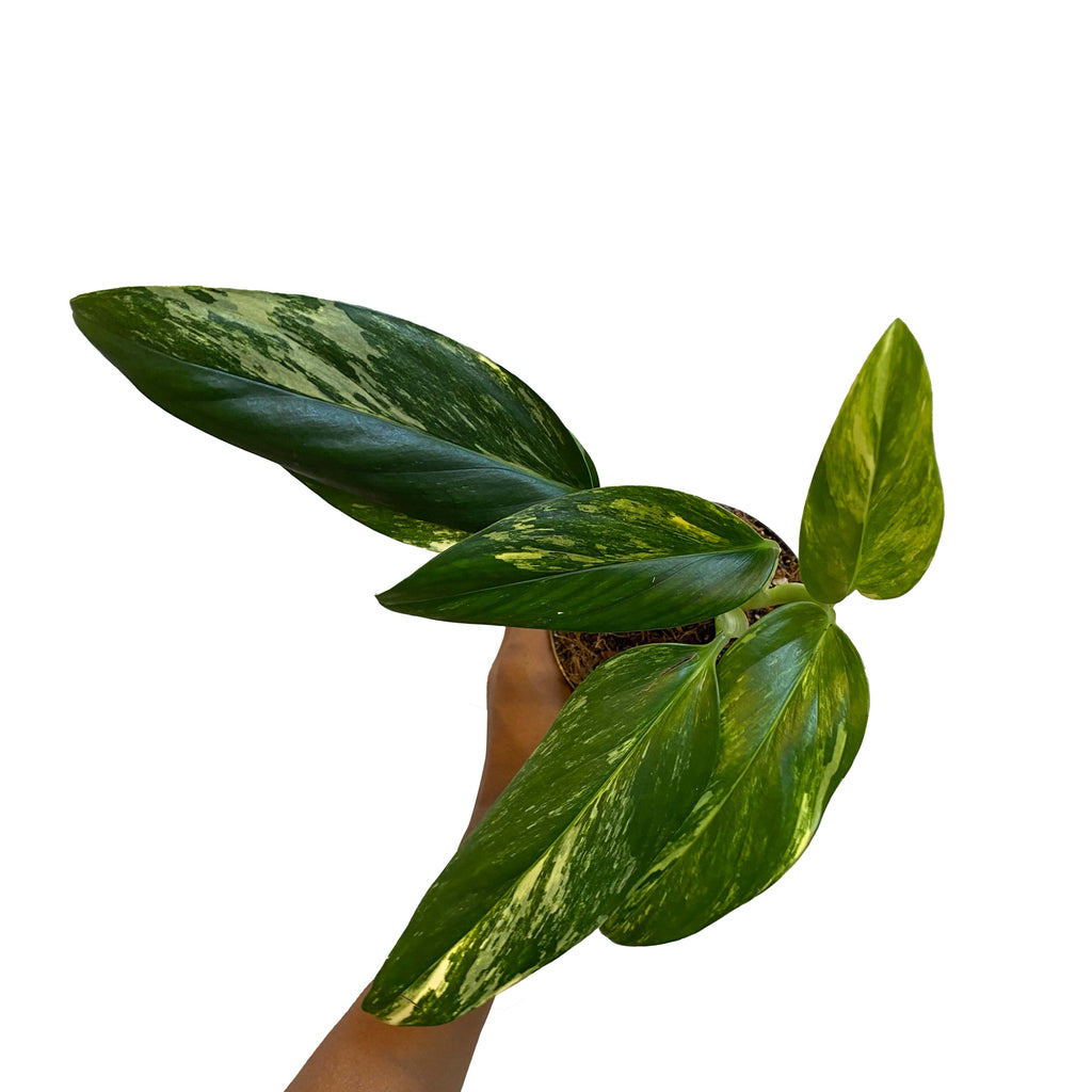 monstera standleyana aurea Monstera Standleyana Aurea – growinshade
