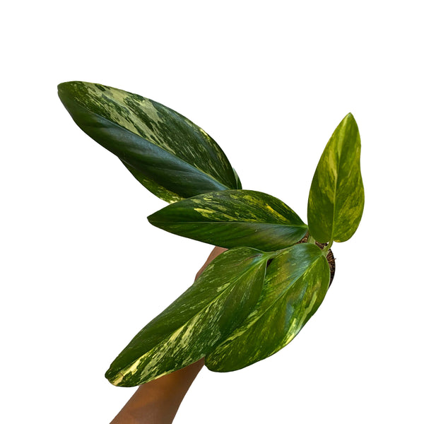 Monstera Standleyana Aurea
