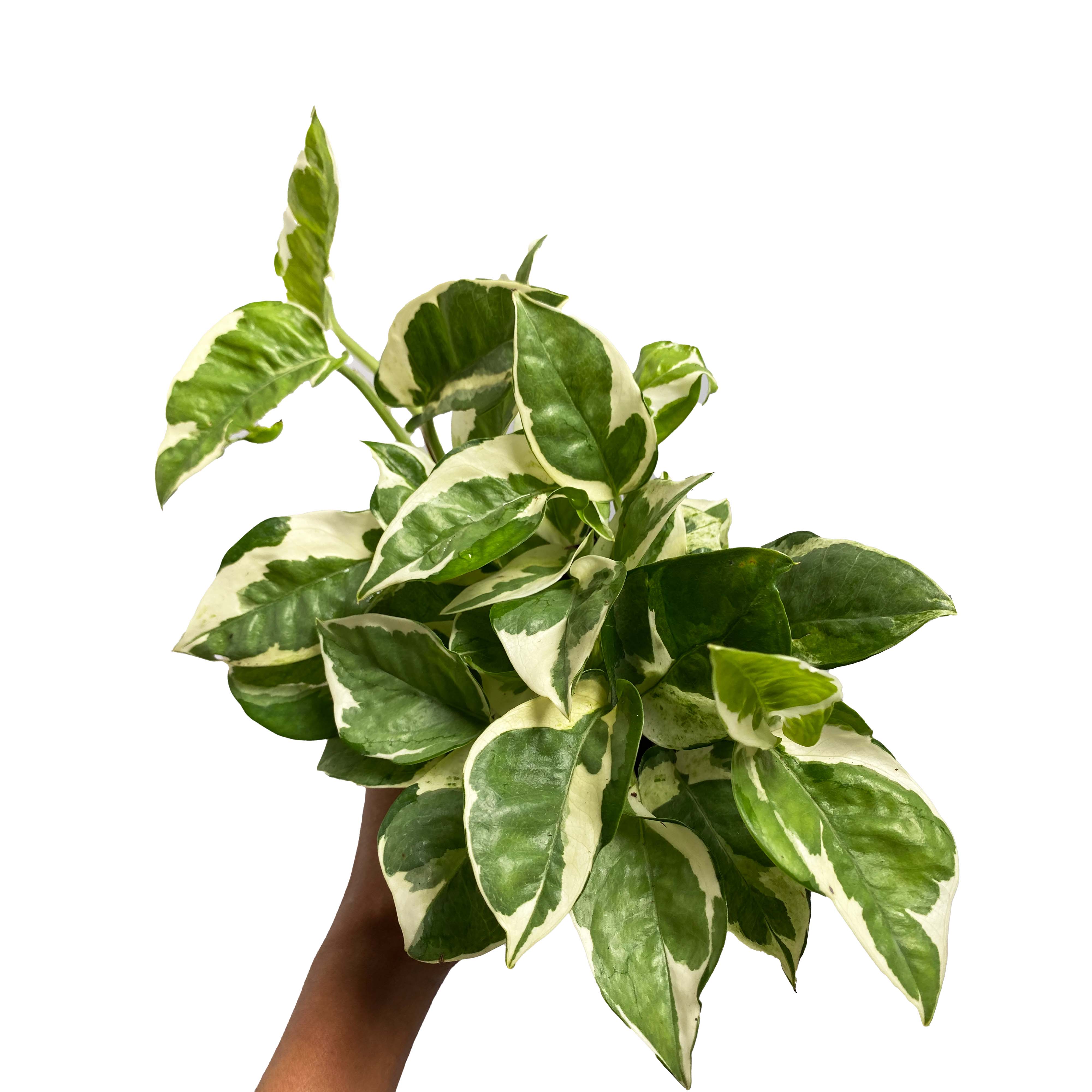 pothos njoy N Joy Pothos – growinshade