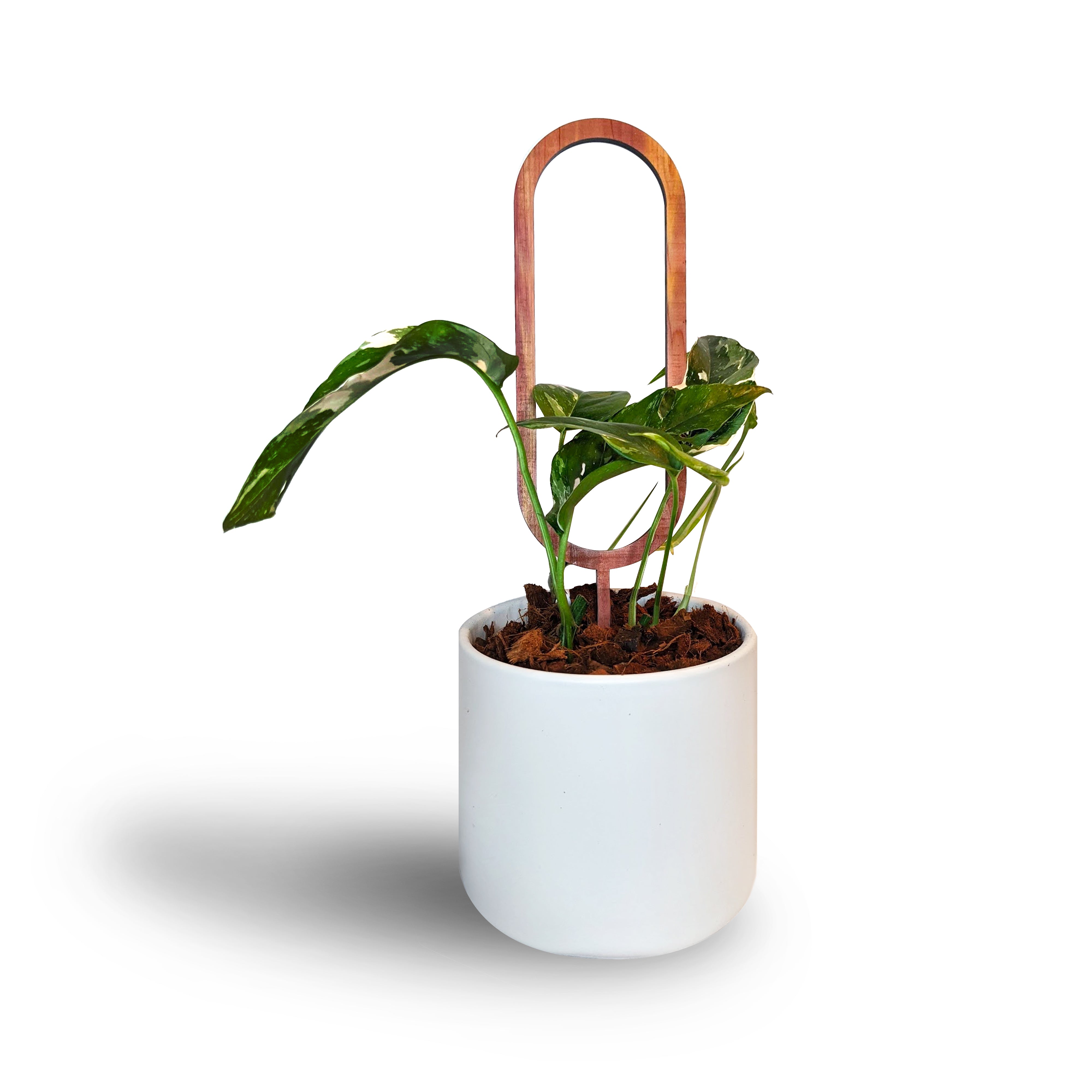Oval Indoor Plant Trellis – growinshade