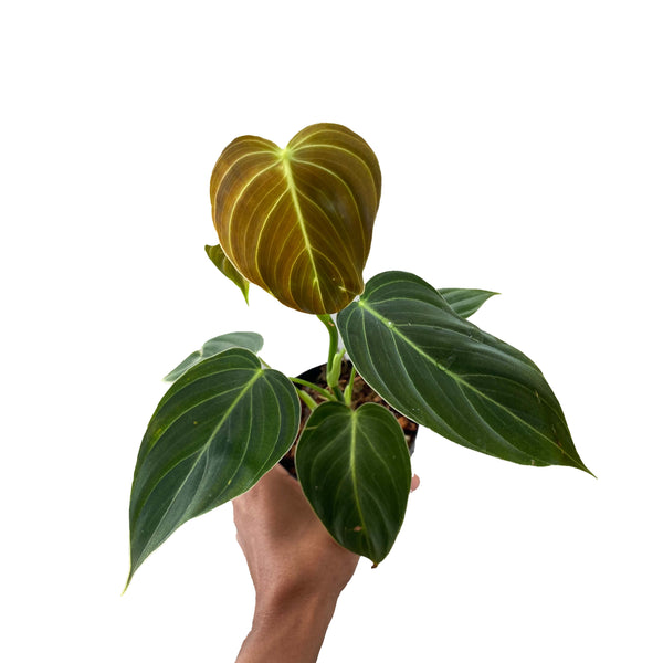 Philodendron Melanochrysum