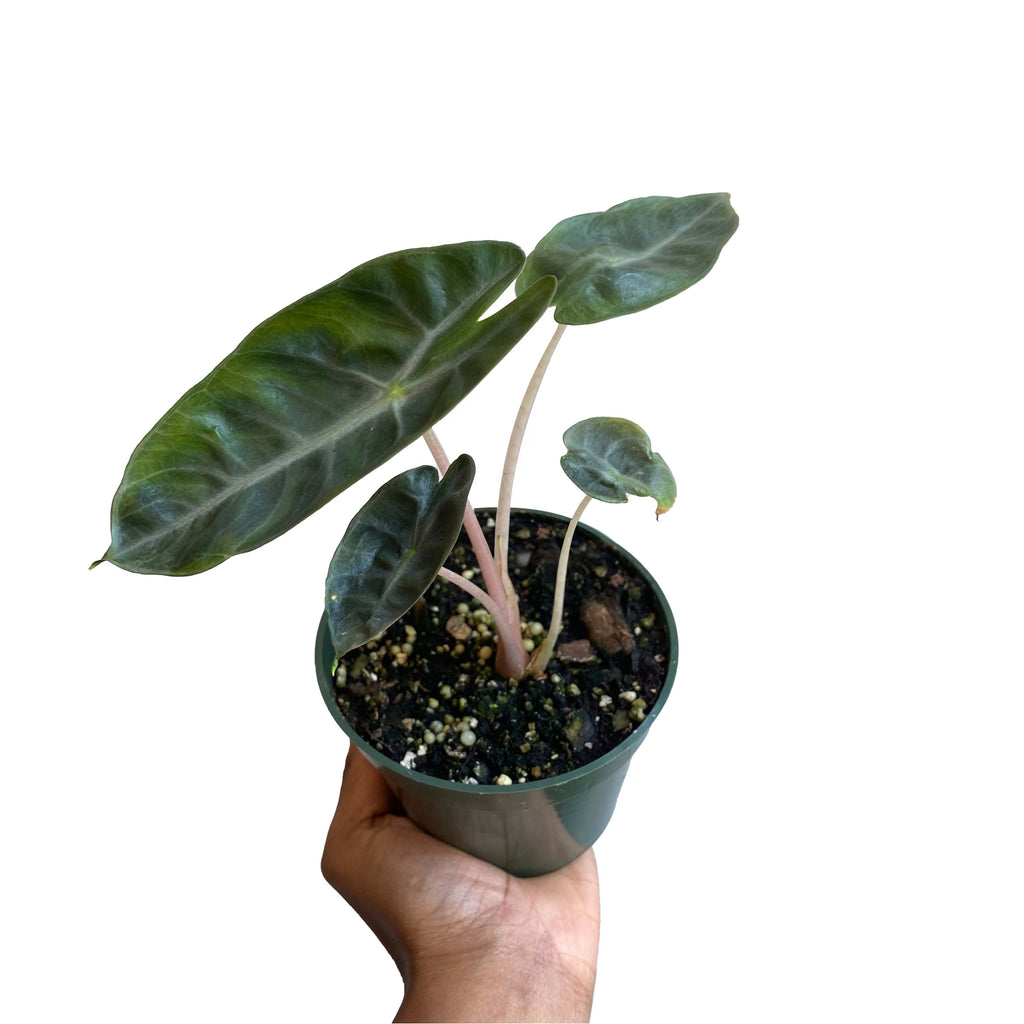 Alocasia 'Pink Dragon'  growinshade