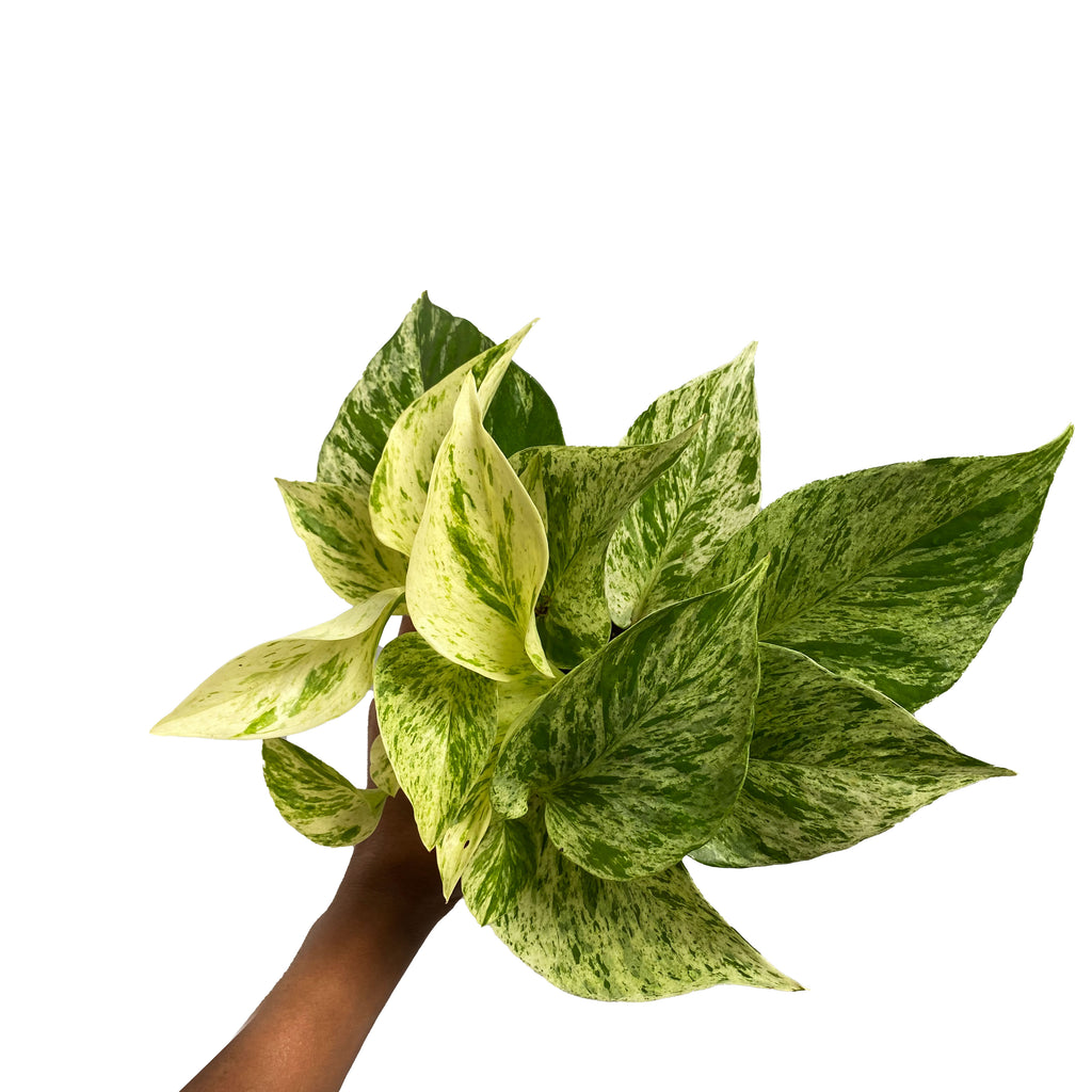pothos plant snow queen Snow Queen Devil's Ivy - Pothos - Epipremnum