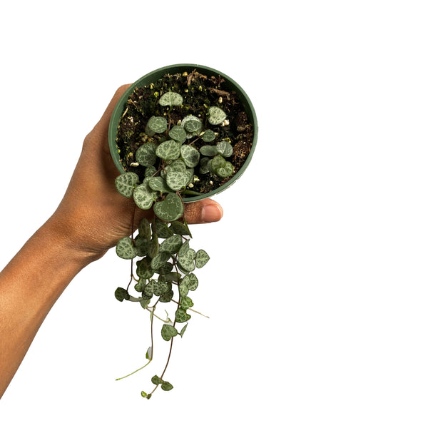 String of Hearts (Ceropegia Linearis Woodii)