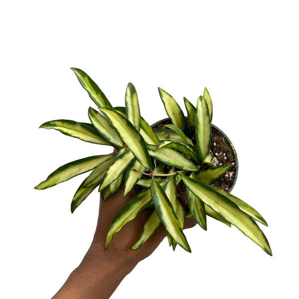 Variegated Hoya Wayetti