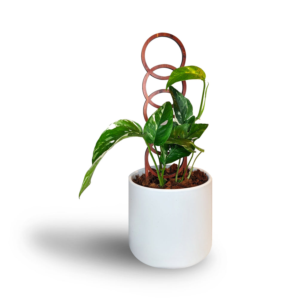 circle trellis for indoor plants Circle Indoor Plant Trellis – growinshade