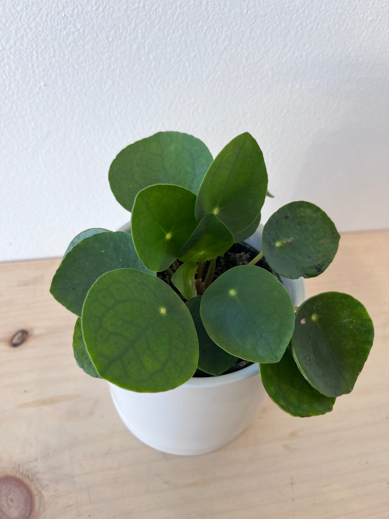 philodendron pilea Pilea Peperomioide – growinshade