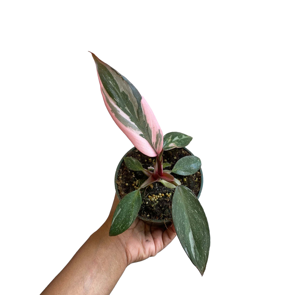 3" Philodendron Erubescens "Pink Princess"